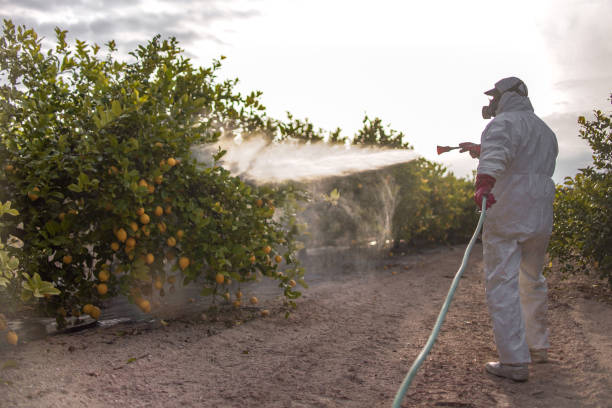 Wasp Removal Services in Alachua, FL